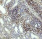Anti-CD4 Rabbit Monoclonal Antibody